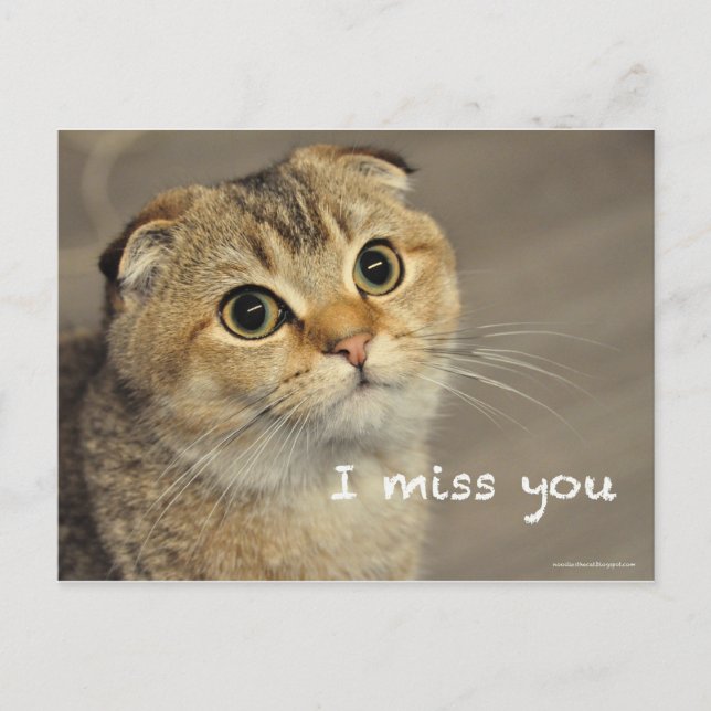Carte Postale Coup manqué mignon de chat de nouilles de pli (Devant)