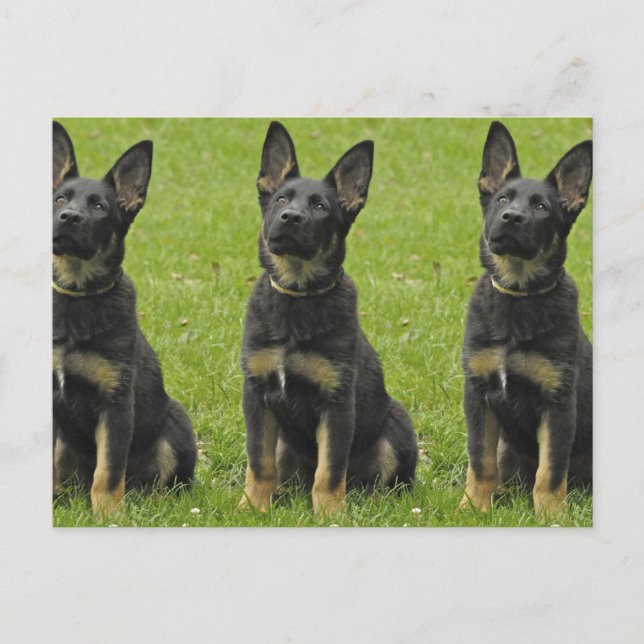 Carte Postale Coupe GSD Noir & Tan (Devant)