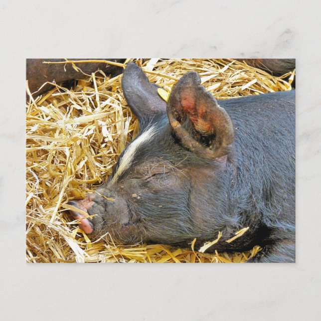 CARTE POSTALE COUPER (Devant)