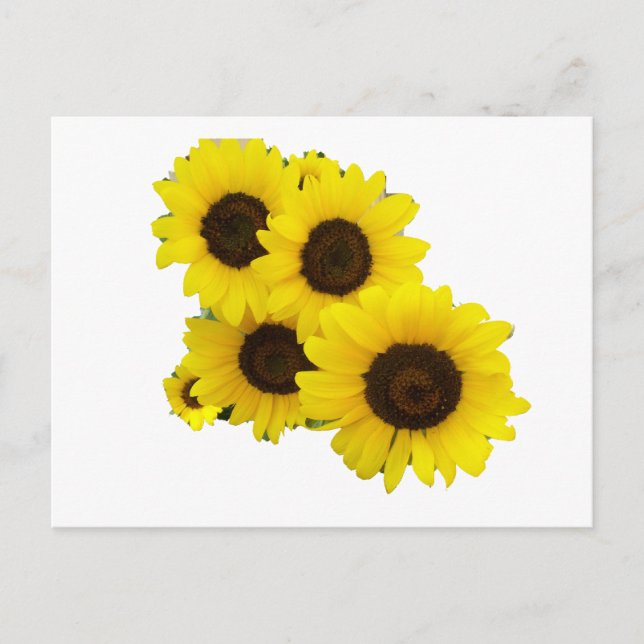 Carte Postale Couper Les Fleurs De Soleil (Devant)