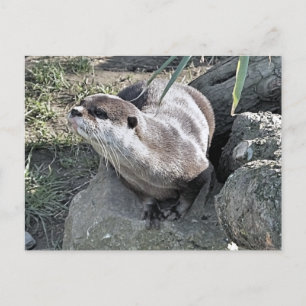 CARTE POSTALE COUPER OTTER
