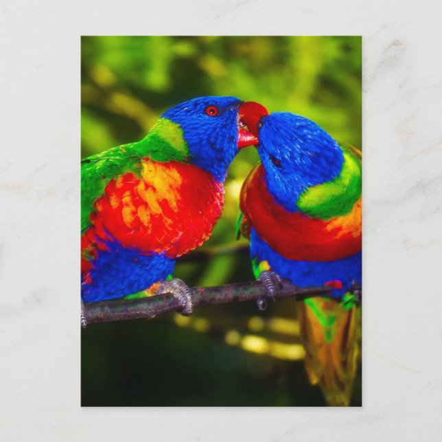 Carte Postale Couple coloré de perroquets (Devant)