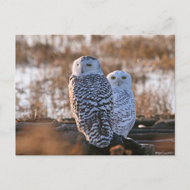 Carte Postale Couple de Chouette Neige (Devant)