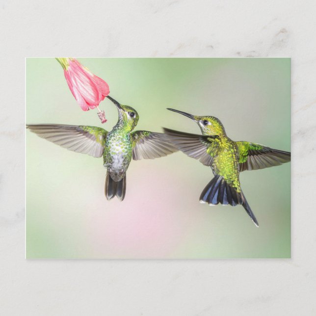 Carte Postale Couple de colibri volant côte à côte (Devant)