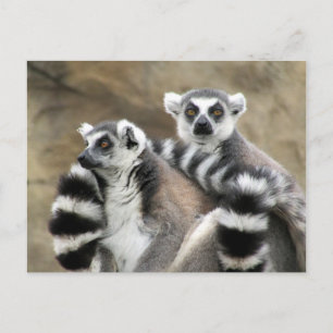 Carte Postale couple de lémuriens à queue annelée