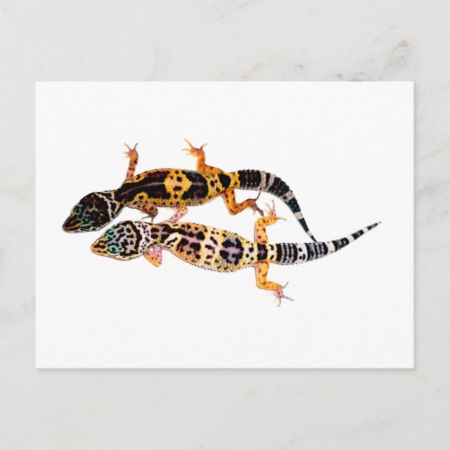 Carte Postale Couple de Leopardgecko (Devant)