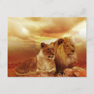 Carte Postale Couple de lions dans le safari