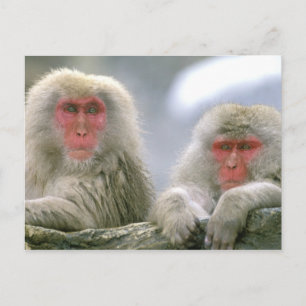 Carte Postale Couple de singes des neiges, Macaque japonais,