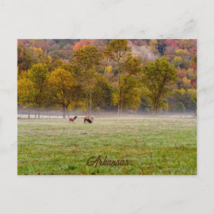 Carte postale Couple Elk