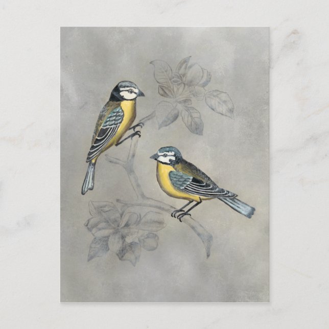Carte Postale Couples argentés d'oiseau de la volière | (Devant)