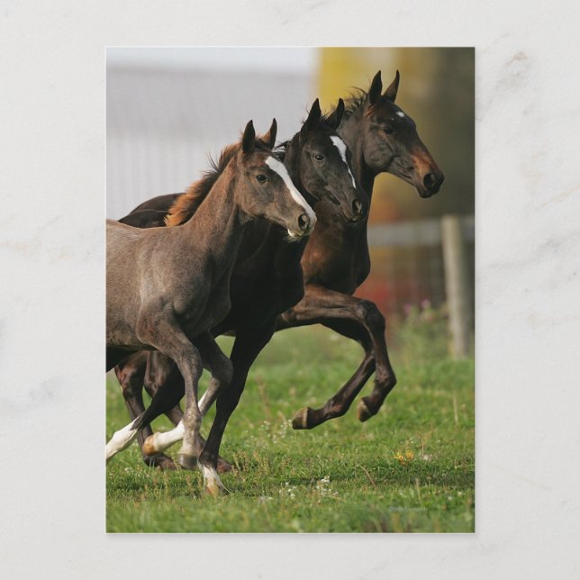 Carte Postale Courant de poulain (Devant)