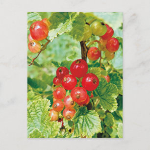 Carte postale Courbe rouge Berries