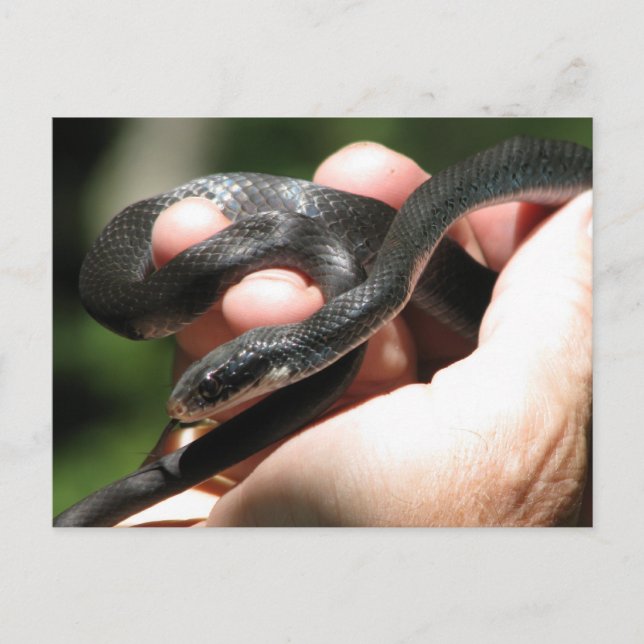 Carte Postale Coureur noir bleuâtre (Devant)