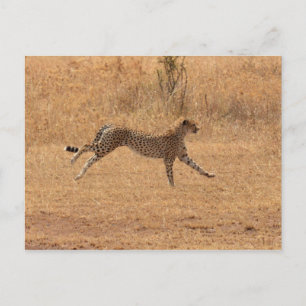 Carte Postale Courir Cheetah