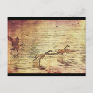 Carte Postale Courir des canards