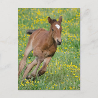 Carte Postale Courir du poulain