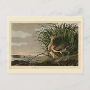 Carte Postale Courlis à long bec des oiseaux d'Amérique d'Audubo
