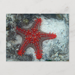 Carte Postale Couronne des étoiles de mer d'épines sur le récif