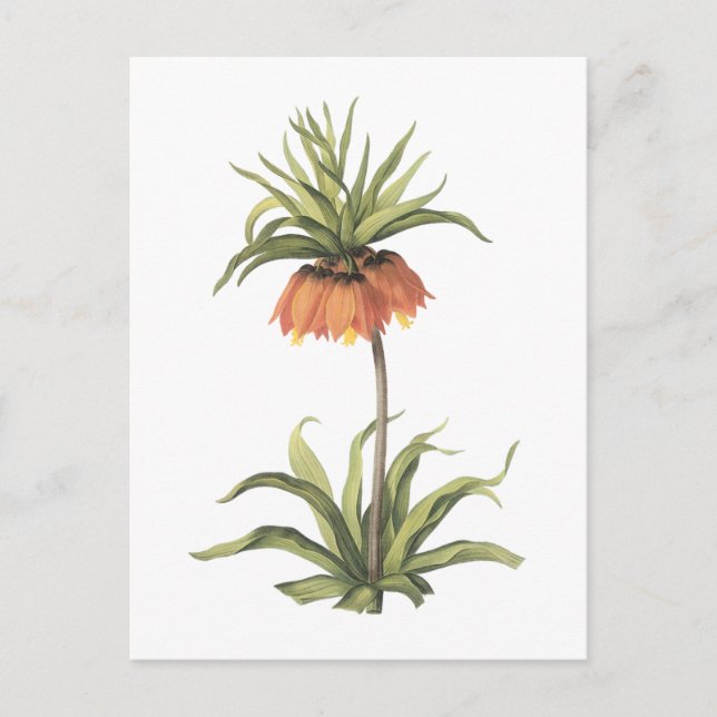 Carte Postale couronne impériale (Fritillaria impérialis) par Re (Devant)