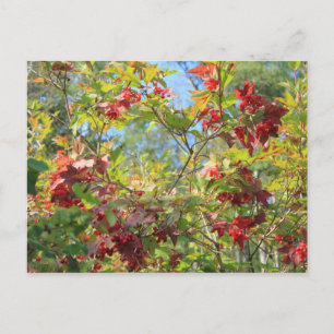 Carte Postale Couronne naturelle de canneberge sauvage