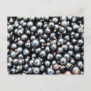 Carte Postale Cours noirs fraîchement cueillis