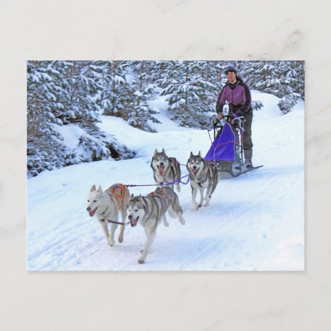 Carte Postale Course de chiens de traîneau (Devant)