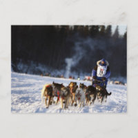 Course de chiens de traîneau en Alaska