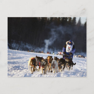 Carte Postale Course de chiens de traîneau en Alaska