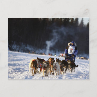 Carte Postale Course de chiens de traîneau en Alaska