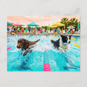Carte Postale Course de natation pour chiens