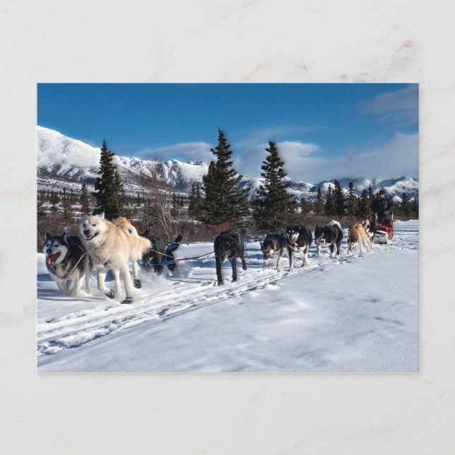 Carte Postale Course de traîneau à chiens Husky de l'Alaska (Devant)
