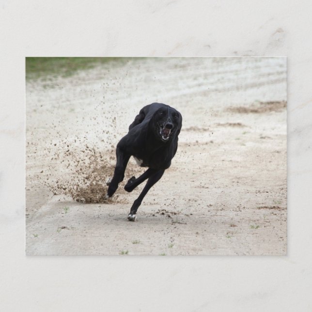 Carte Postale course greyhound (Devant)