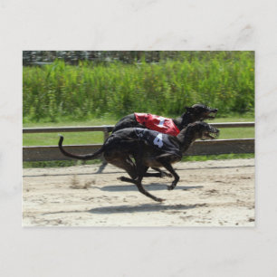 Carte Postale course greyhound
