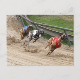 Carte Postale course greyhound