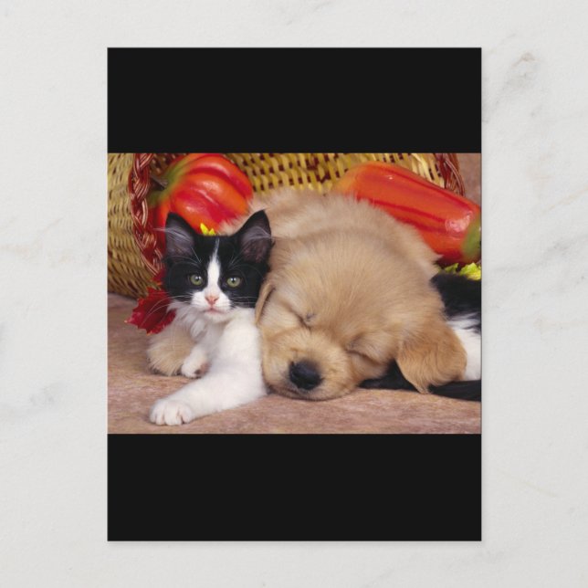 Carte Postale Coussin Kitten (Devant)