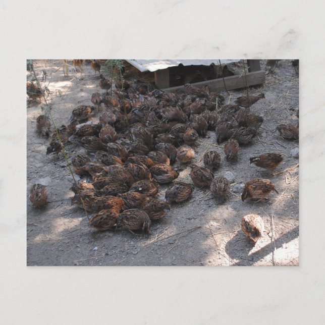 Carte Postale Couverture de la caille Bobwhite (Devant)