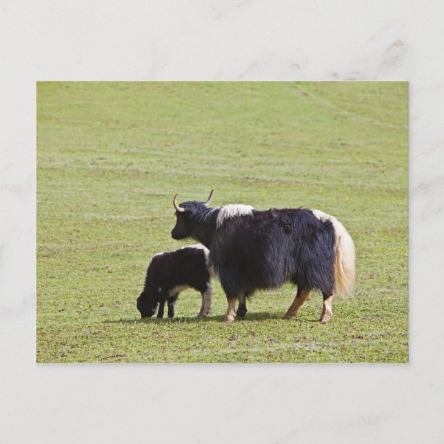 Carte Postale Cow & Calf Yak | Lijiang (Devant)