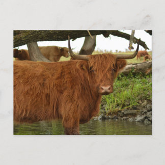 Carte Postale Cow card standing in the water