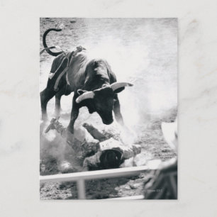 Carte Postale Cowboy au sol après être tombé du taureau