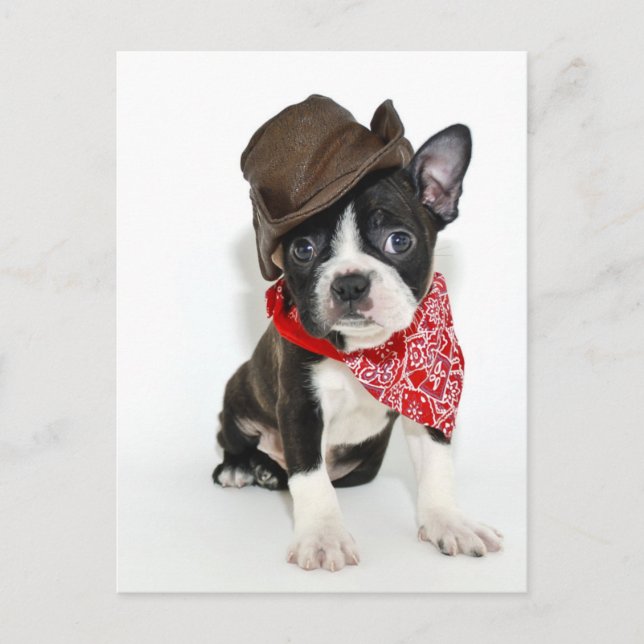 Carte Postale Cowboy Boston (Devant)