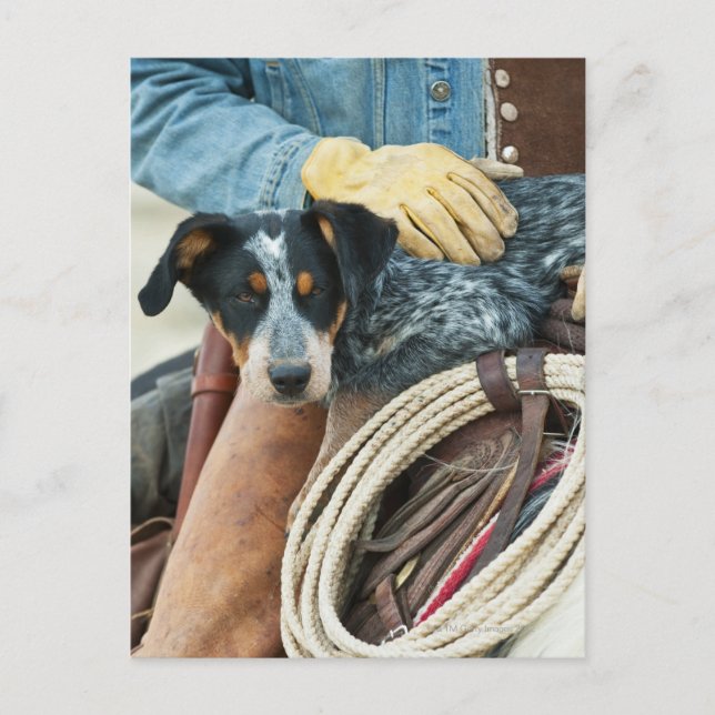 Carte Postale Cowboy et chien à cheval (Devant)