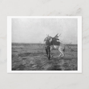 Carte Postale Cowboy "Red Saunders" Saddle a Bronco