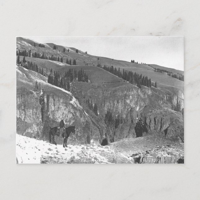 Carte Postale Cowboy s'est séparé de son troupeau. (Devant)