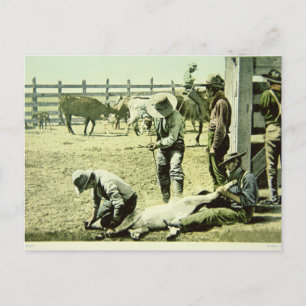 Carte Postale Cowboys américains faisant la marque d'un veau, ve