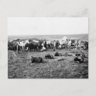 Carte Postale Cowboys Hobbling Horses : 1906