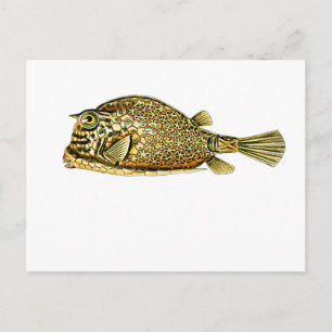 Carte Postale Cowfish grippé