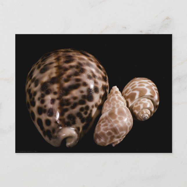 Carte postale Cowrie Cones (Devant)