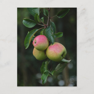 Carte postale Cox Orange Apple