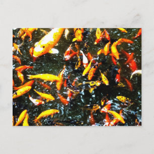 Carte Postale Coy Fish