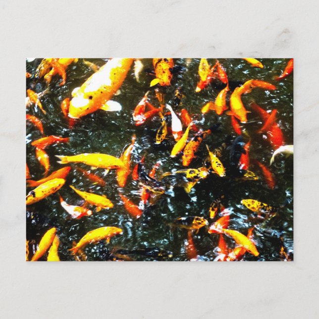 Carte Postale Coy Fish (Devant)